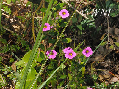 Calibrachoa linoides (Solanaceae)